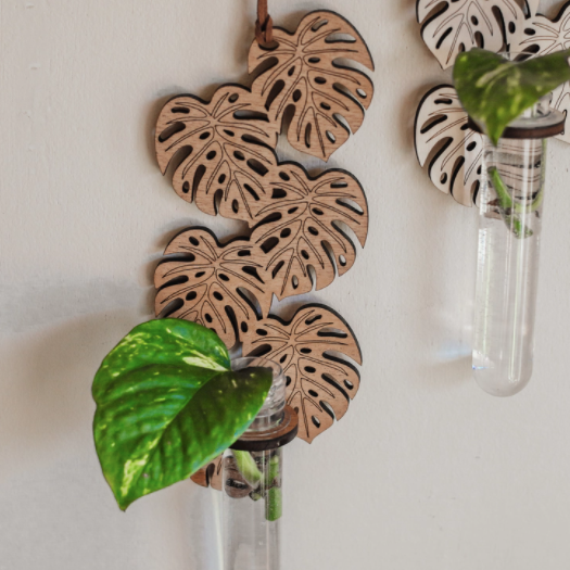 Climbing Monstera Hanging Propagation Station