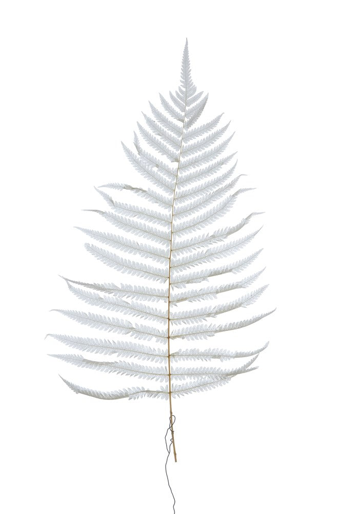 Dried Natural Fern Leaf