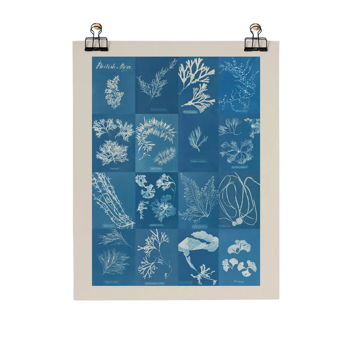 British Algae Cyanotype Impressions Fine Art Print