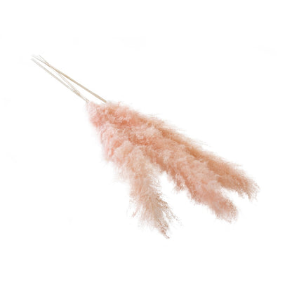 Pampas Grass