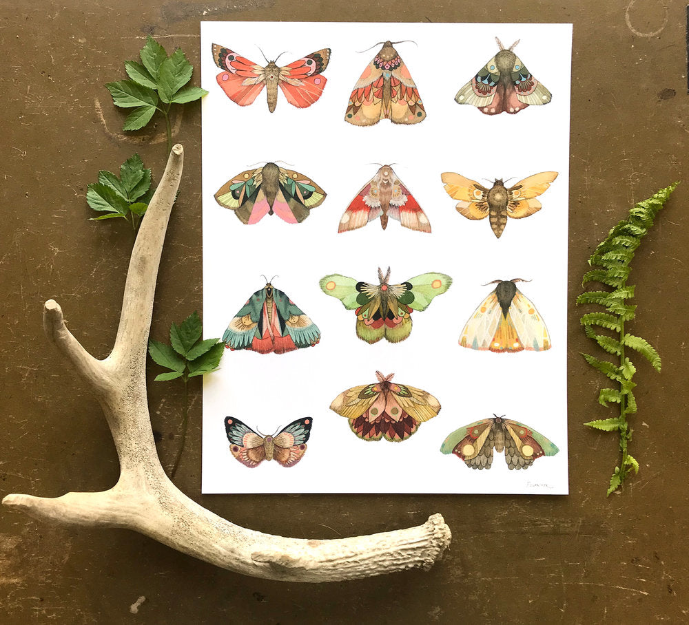 Collector: The Moths - Framed Print (16x20)