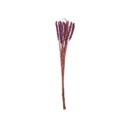 Dried Natural Foxtail Bunch