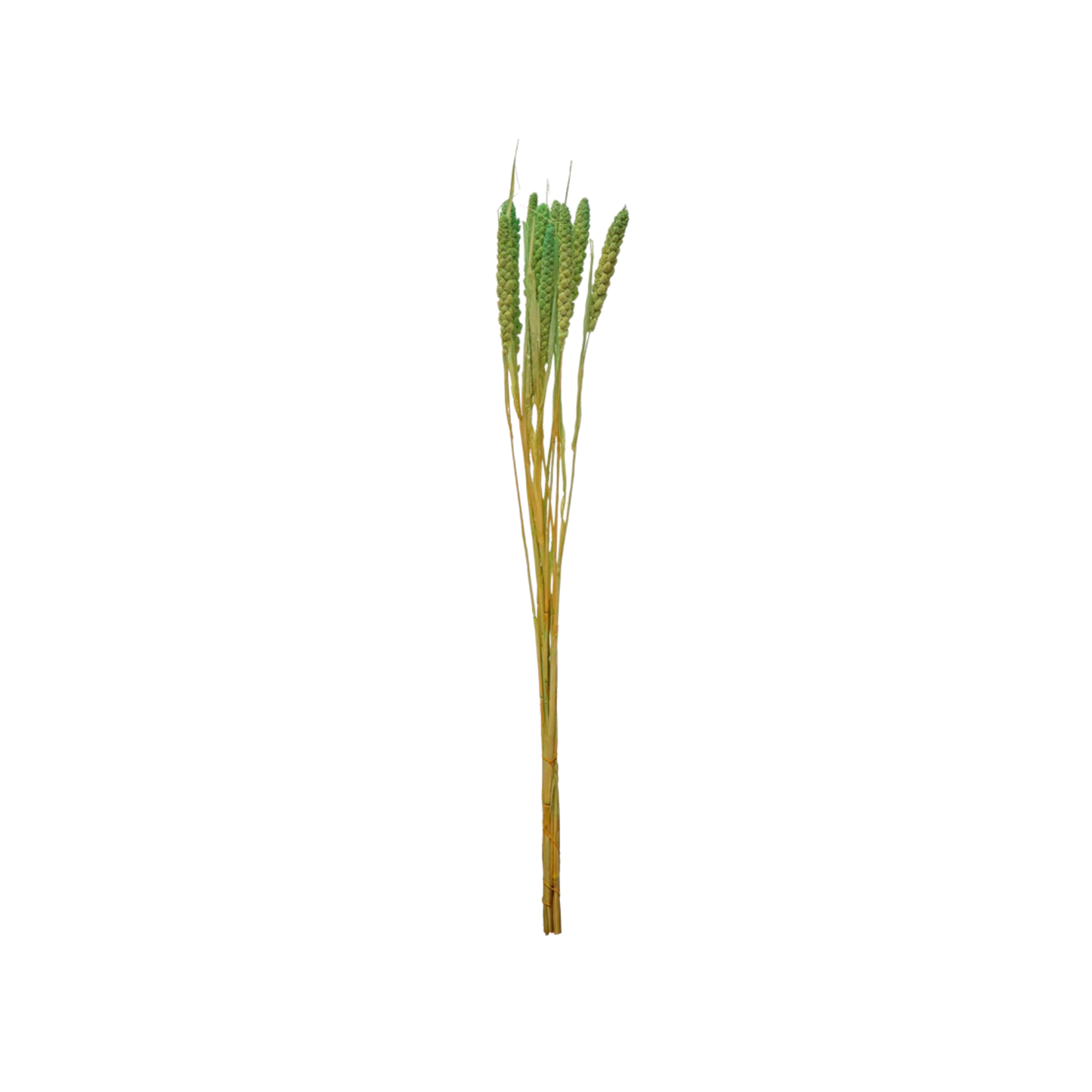 Dried Natural Foxtail Bunch