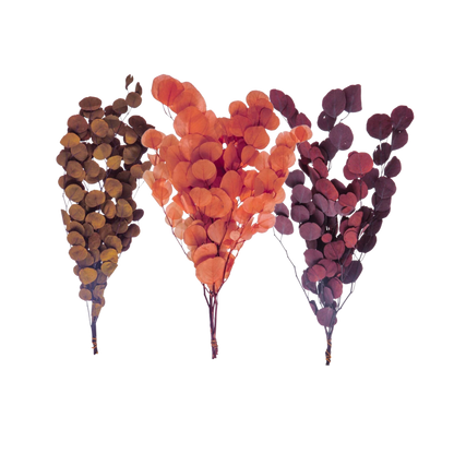Dried Natural Eucalyptus Bunch