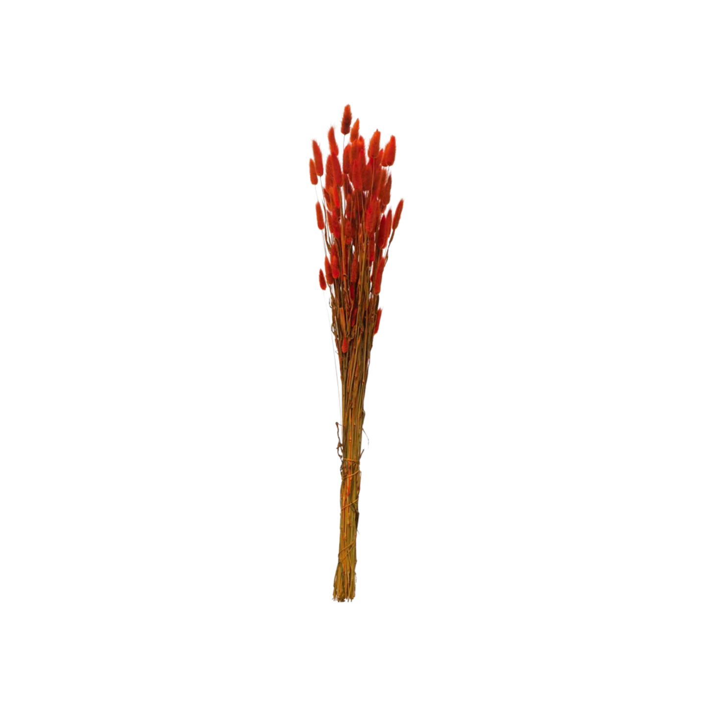Dried Natural Bunny Tail Bunch