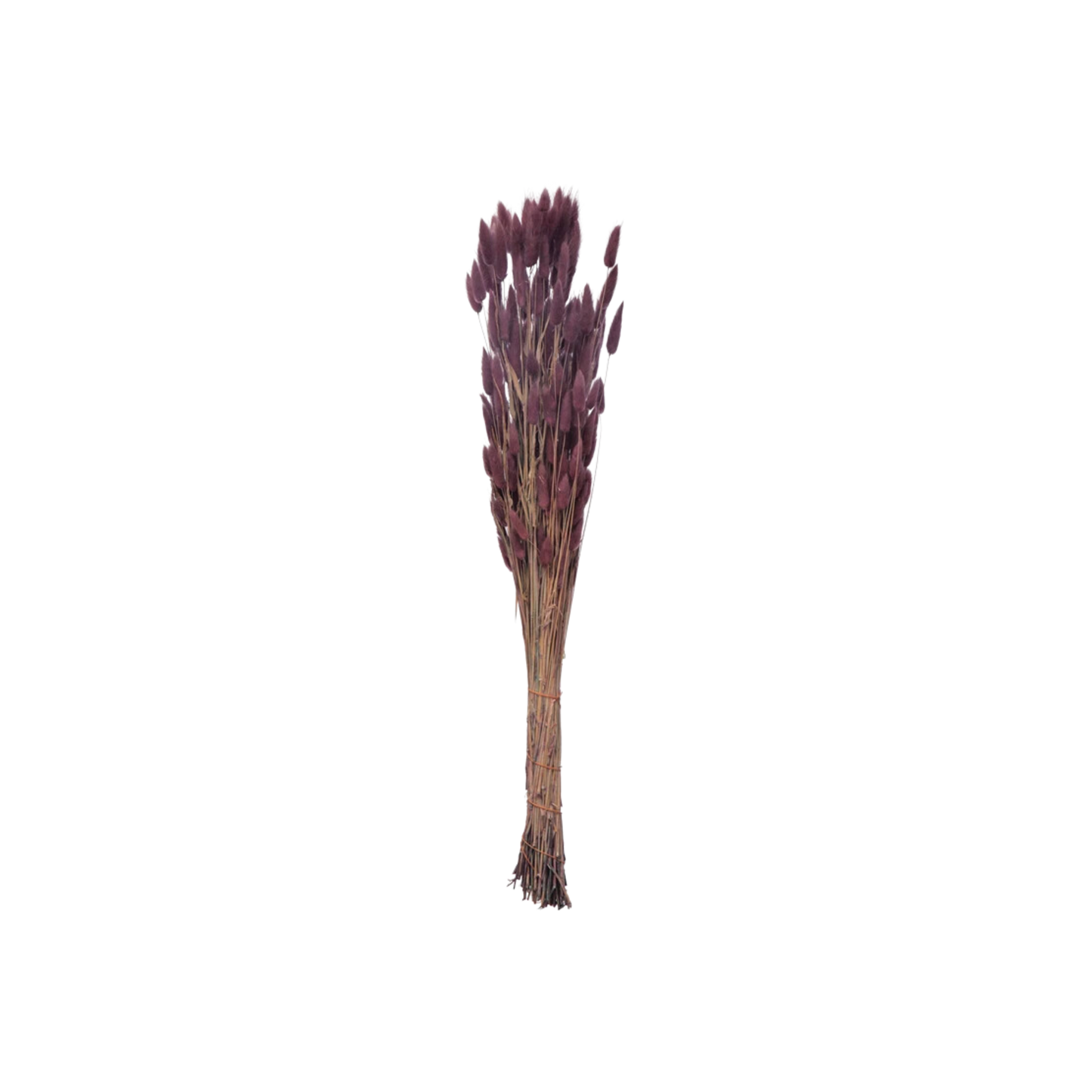 Dried Natural Bunny Tail Bunch