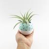 Mini Sphere Planter- Mint/White with Cobalt Confetti