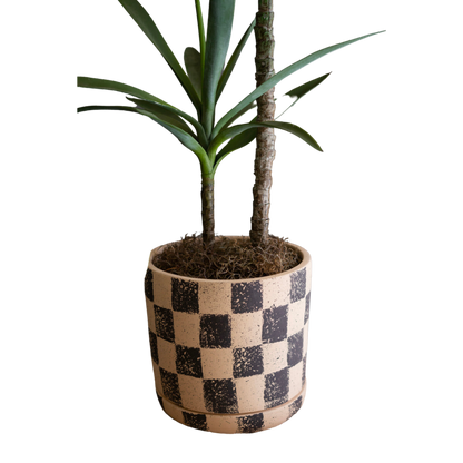 Checkered Clay Planter with Tray