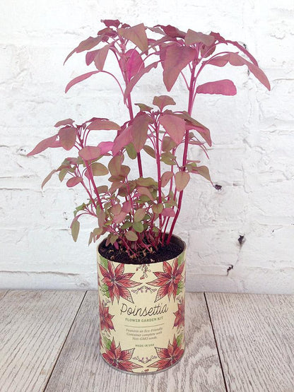 Poinsettia Grow Kit