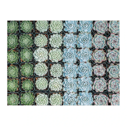 Succulent Garden 2-sided 500 Piece Puzzle
