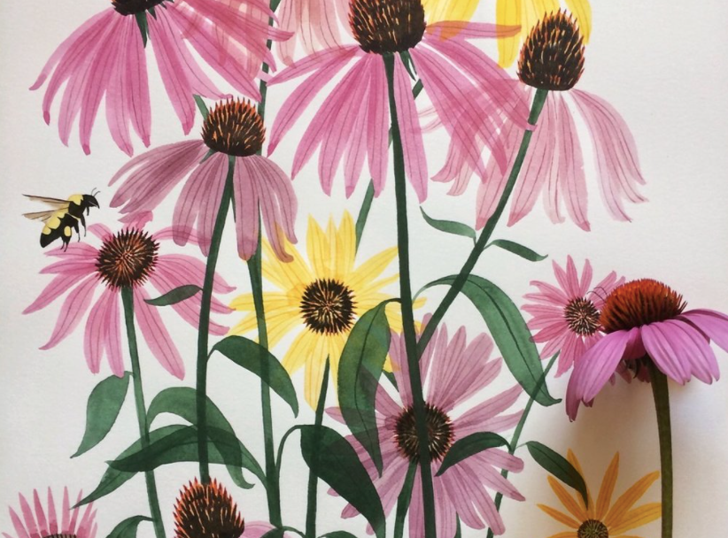 Coneflowers Art Print - 11"x14"