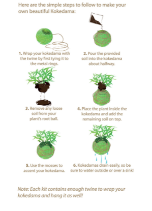 Kokedama Kit