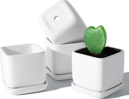 3.5 Inch Square Succulent Pot