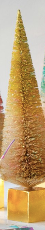 Large Speckled Sisal Tree