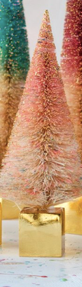 Large Speckled Sisal Tree
