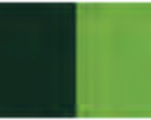 Sap Green Holbein Artists' Oil Color - 20ml