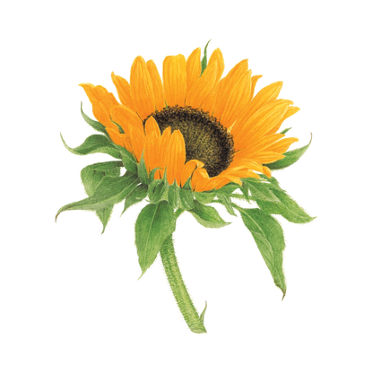 Sunflower Tattoo Pair