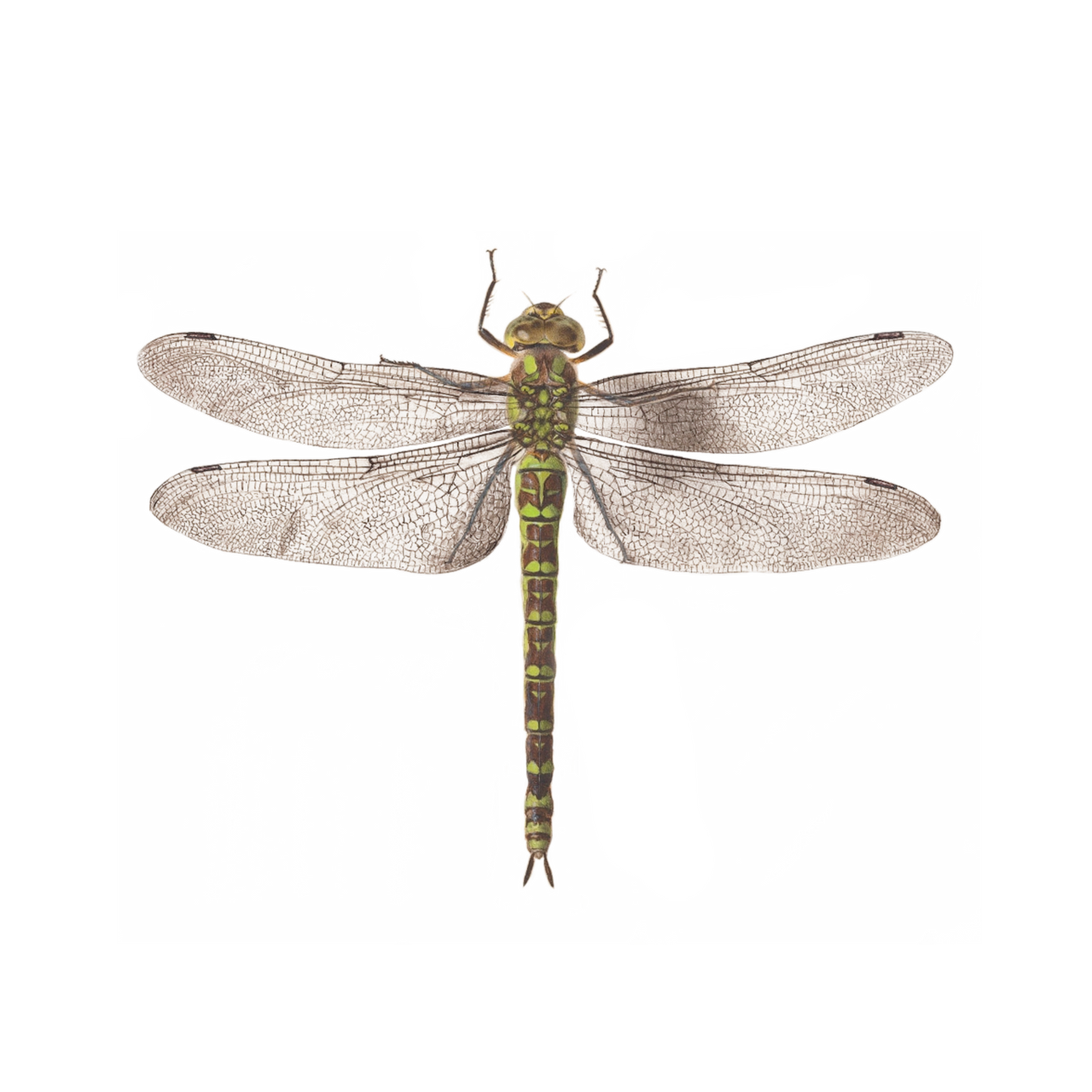 Dragonfly Tattoo Pair