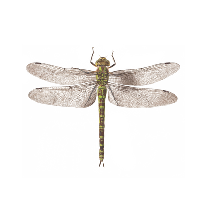Dragonfly Tattoo Pair