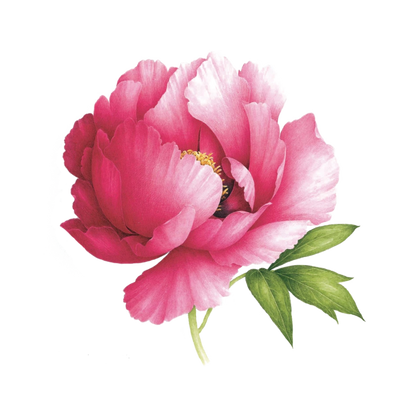 Pink Peony Tattoo Pair (Scented)