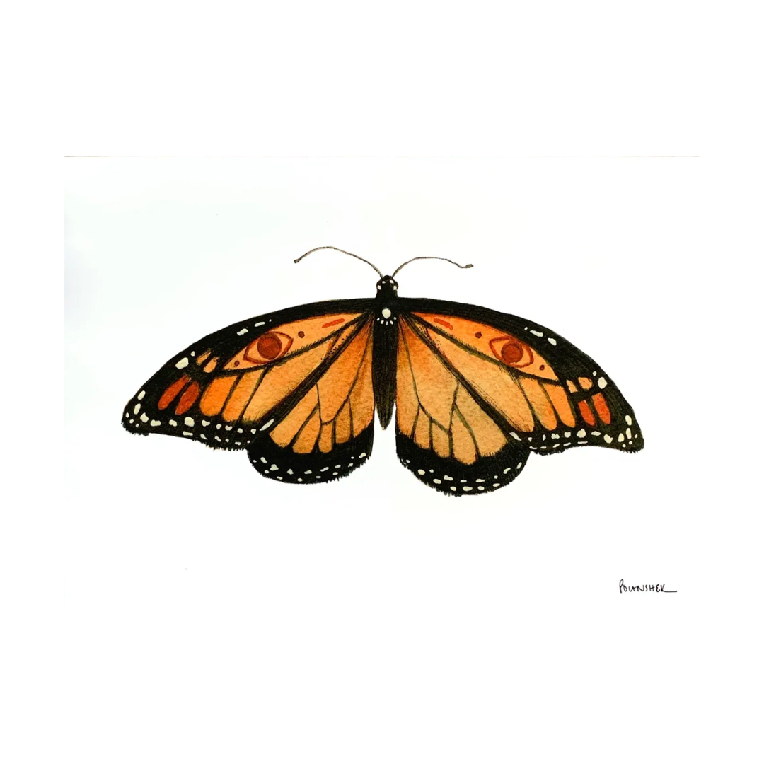 Bug Collection 5"x7" Print - Monarch
