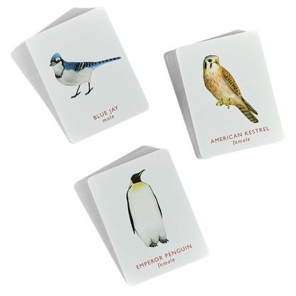 Match A Pair of Birds Memory Game
