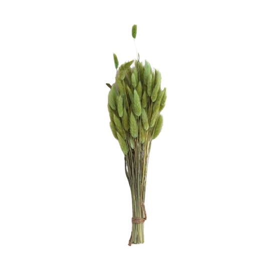 Dried Bunny Tail Grass Bunch