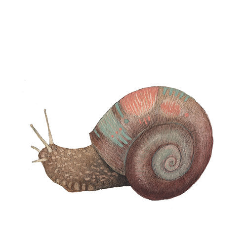 Collector: Snail - Art Print