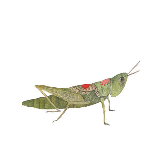 Collector: Grasshopper - Art Print