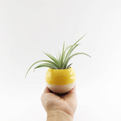 Mini Sphere Planter- Yellow + Wood