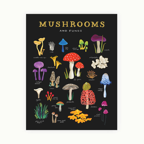 Mushroom & Fungi Art Print 16x20