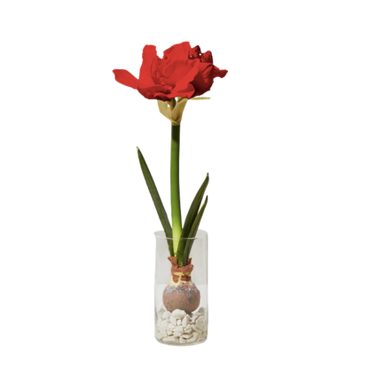 Winter Bulb Kit