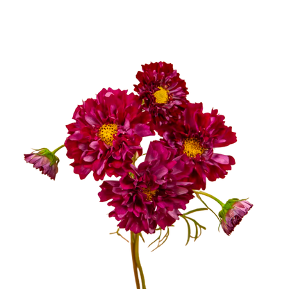 Double Click Cranberry Cosmos Seeds