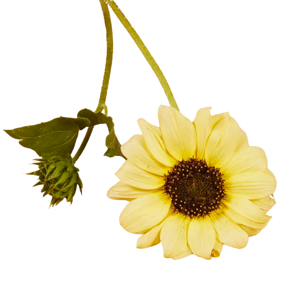 Italian White Sunflower Seeds