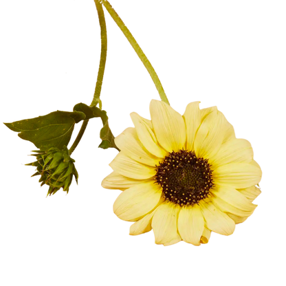 Italian White Sunflower Seeds