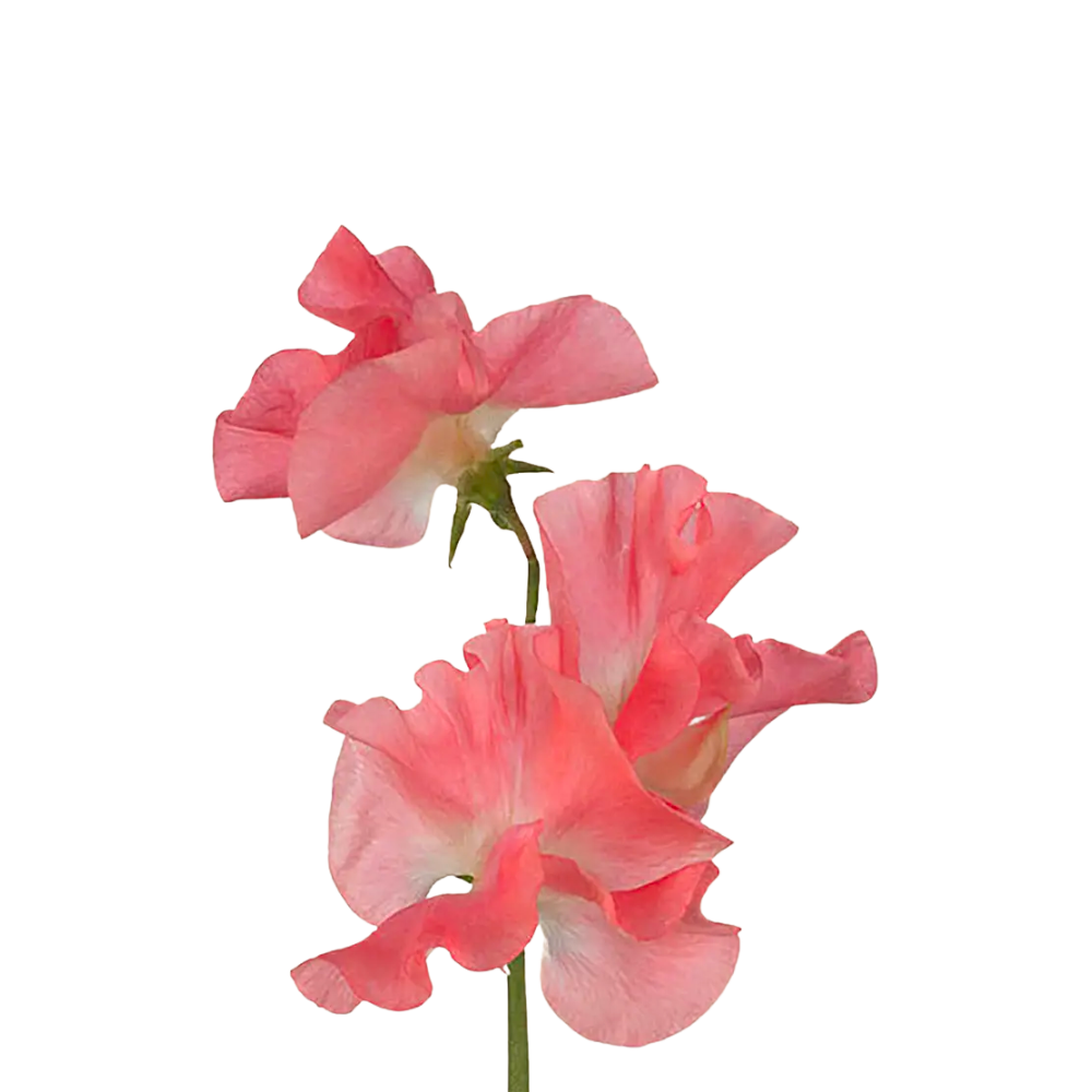 Mammoth Salmon Cream Sweet Pea Seeds