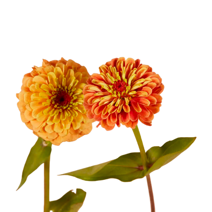 Queen Lime Orange Zinnia Seeds