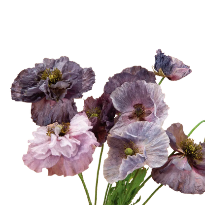 Amazing Grey Shirley Poppy Seeds