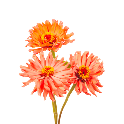 Super Cactus Senorita Zinnia Seeds