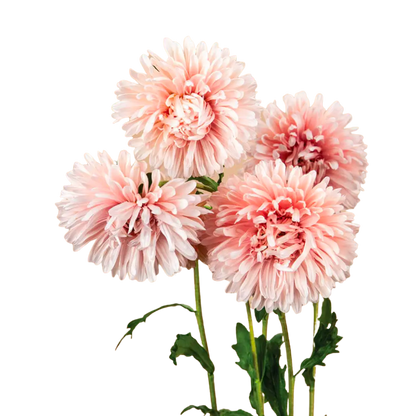 Tower Chamois Apricot Aster Seeds