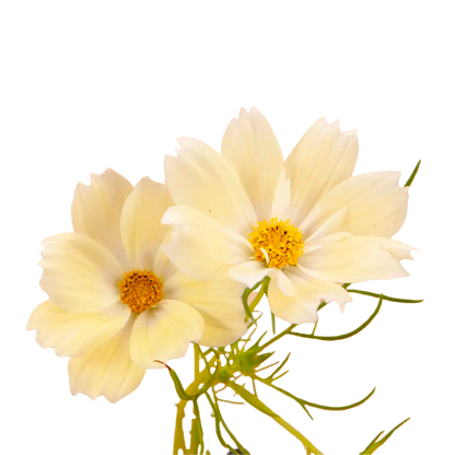Xanthos Cosmos Seeds