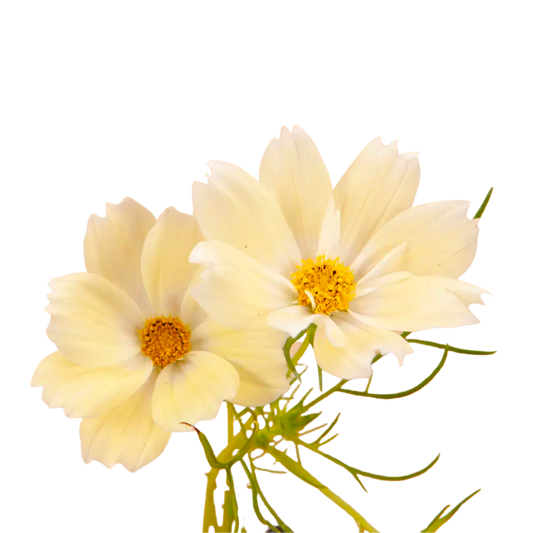 Xanthos Cosmos Seeds