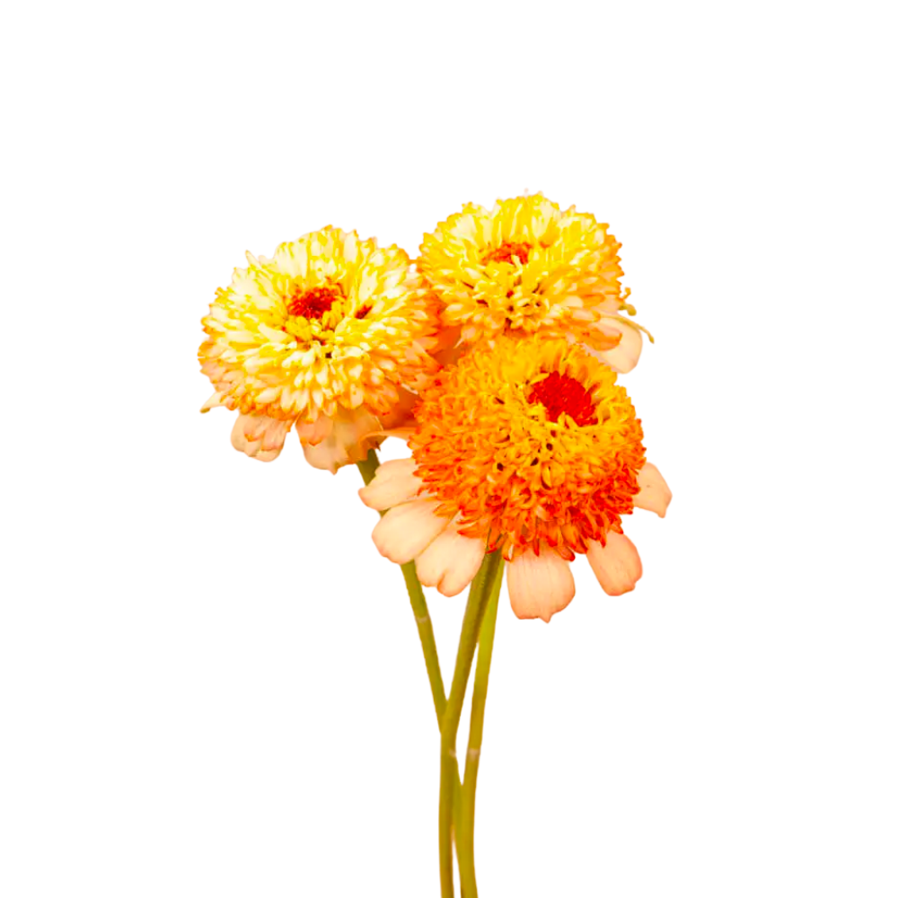 Zinderella Peach Zinnia Seeds