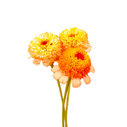 Zinderella Peach Zinnia Seeds
