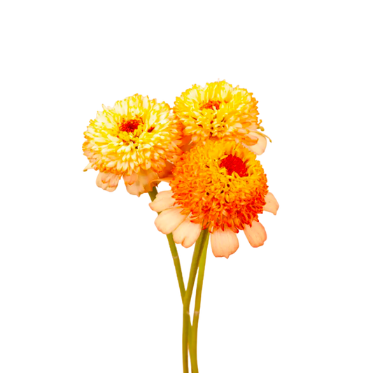 Zinderella Peach Zinnia Seeds
