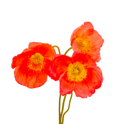Champagne Bubbles Pink Iceland Poppy Seeds
