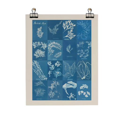 British Algae Cyanotype Impressions Fine Art Print