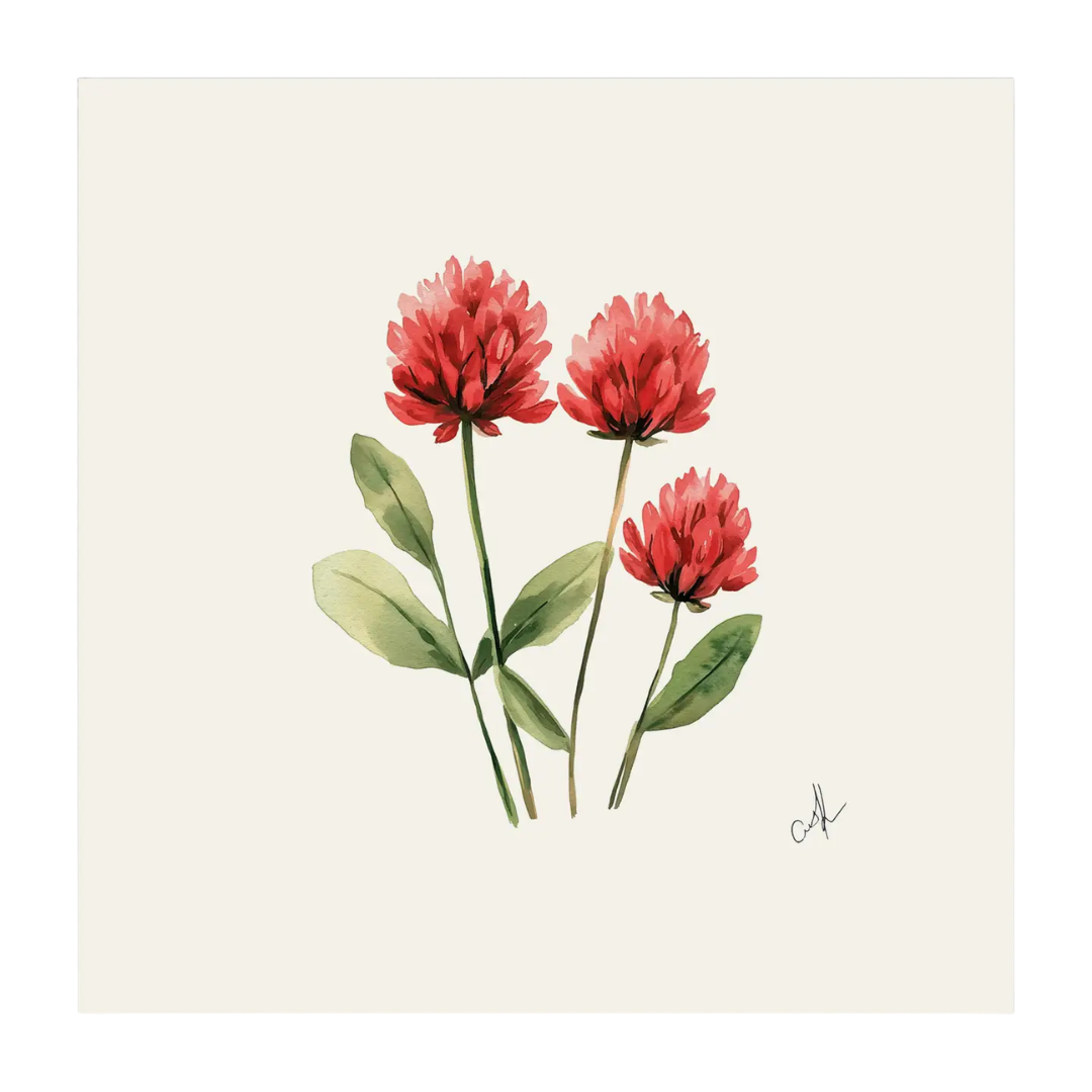 Vermont Red Clover - Unframed Art Print