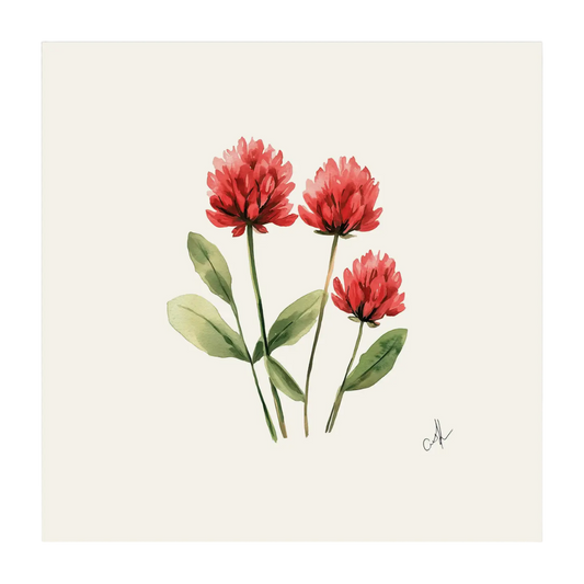 Vermont Red Clover - Unframed Art Print